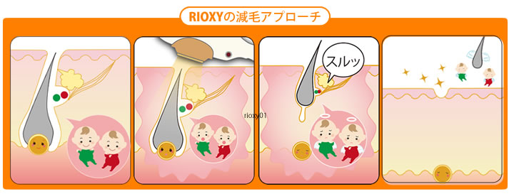 毛が生えてから抜けるまで『毛周期』